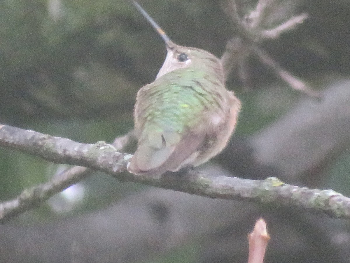 Broad-tailed Hummingbird - ML610965110