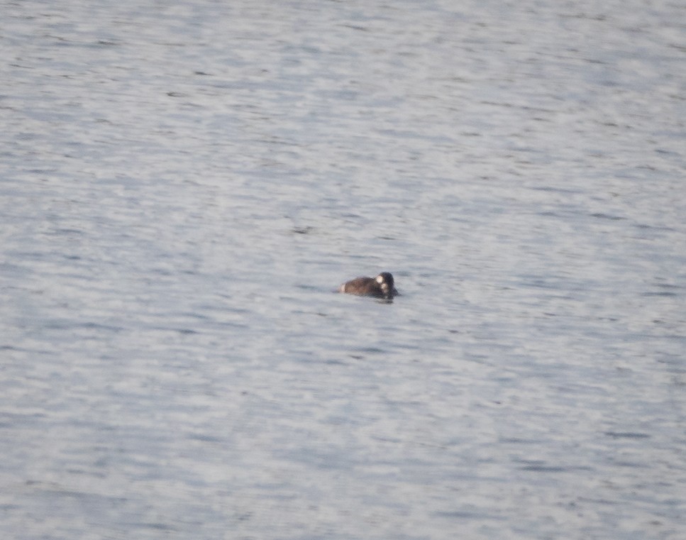 White-winged Scoter - ML610965137