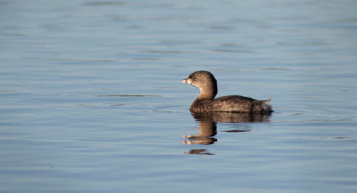 Pied-billed Grebe - ML610965145