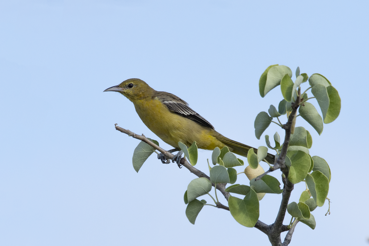 Hooded Oriole - Alán Palacios