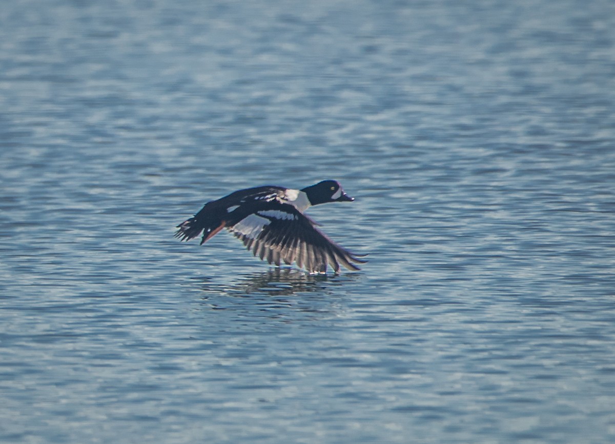 Barrow's Goldeneye - bj worth