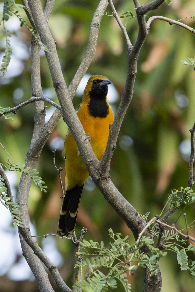 Hooded Oriole - Alán Palacios