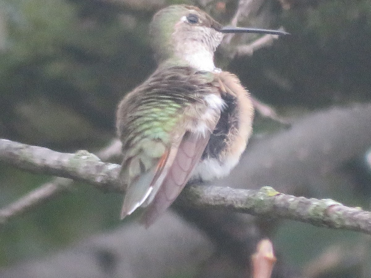 Broad-tailed Hummingbird - ML610965180