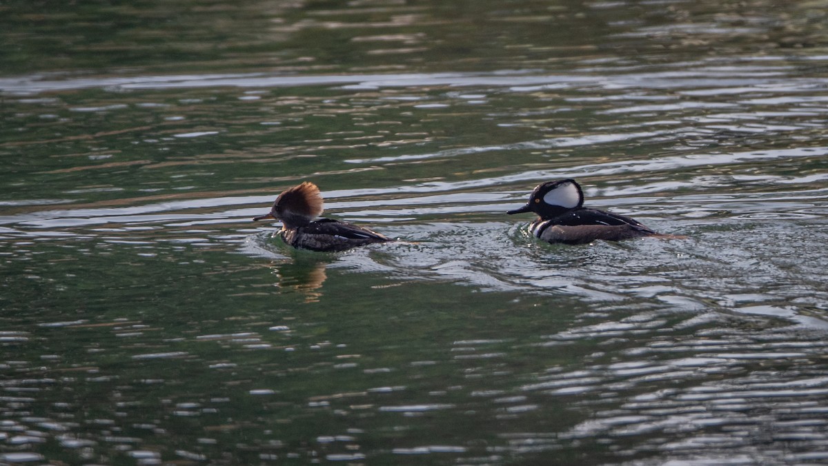 Hooded Merganser - ML610965181