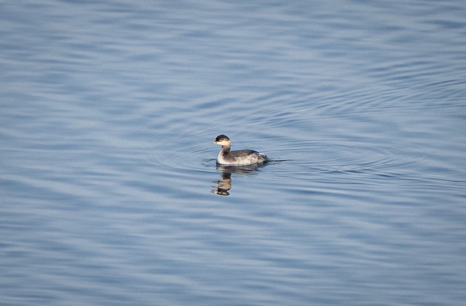 Horned Grebe - bj worth