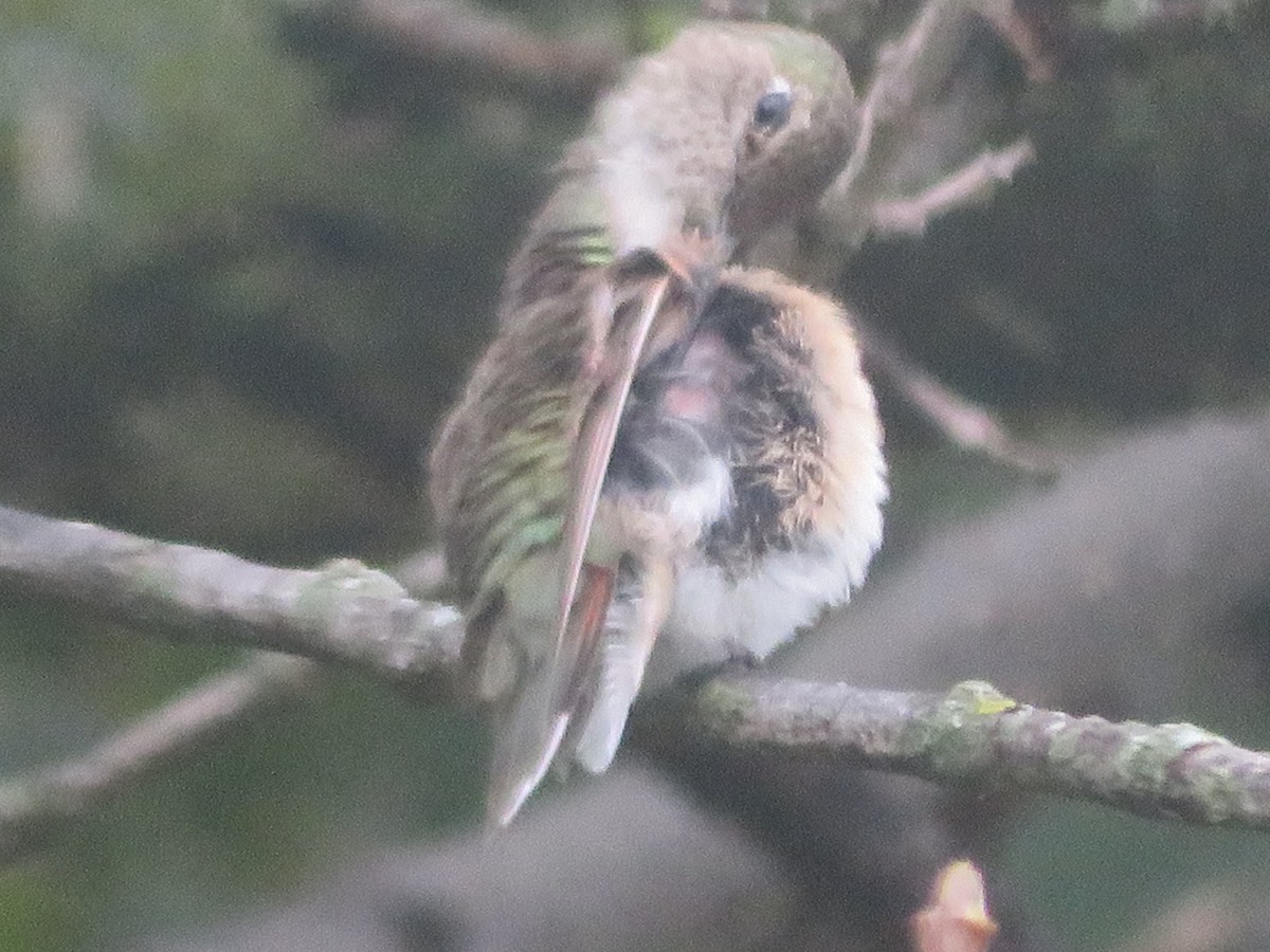 Broad-tailed Hummingbird - ML610965195