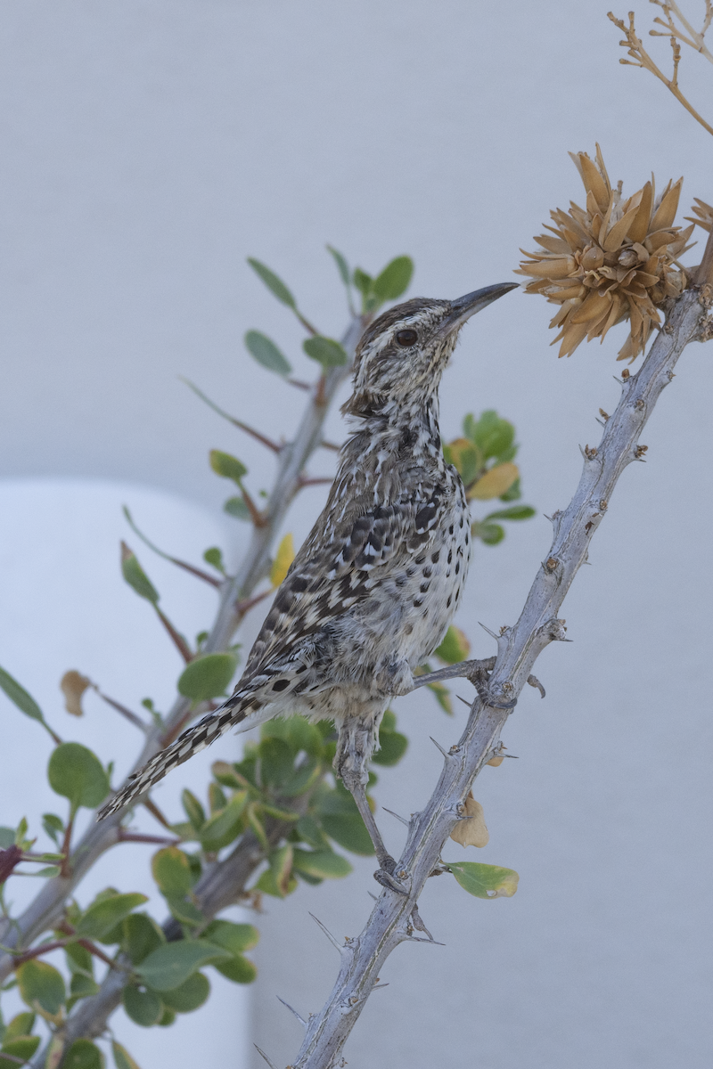 Cactus Wren (affinis Group) - Alán Palacios