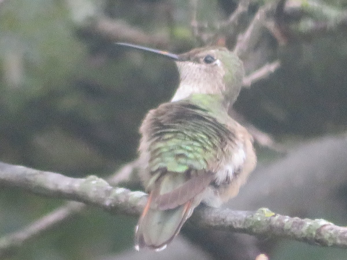 Broad-tailed Hummingbird - ML610965212
