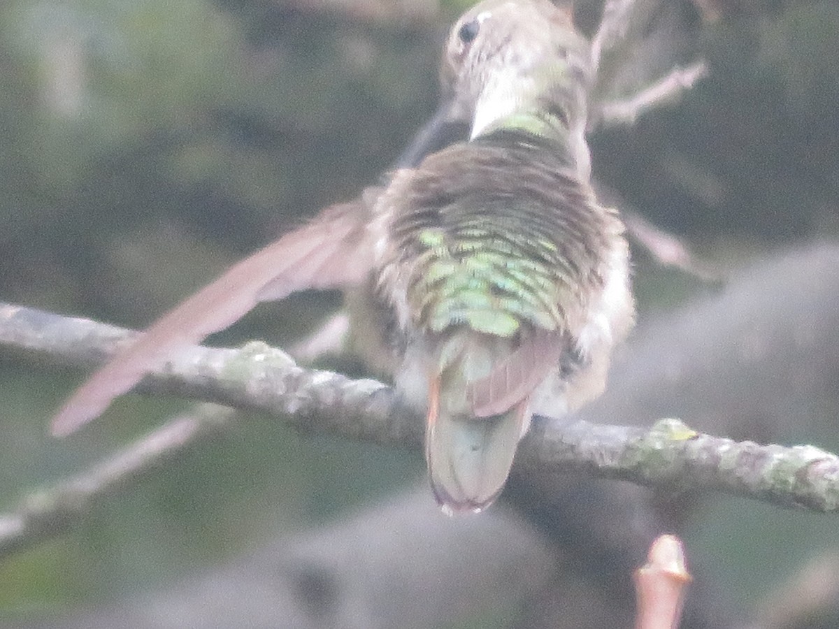 Broad-tailed Hummingbird - ML610965230