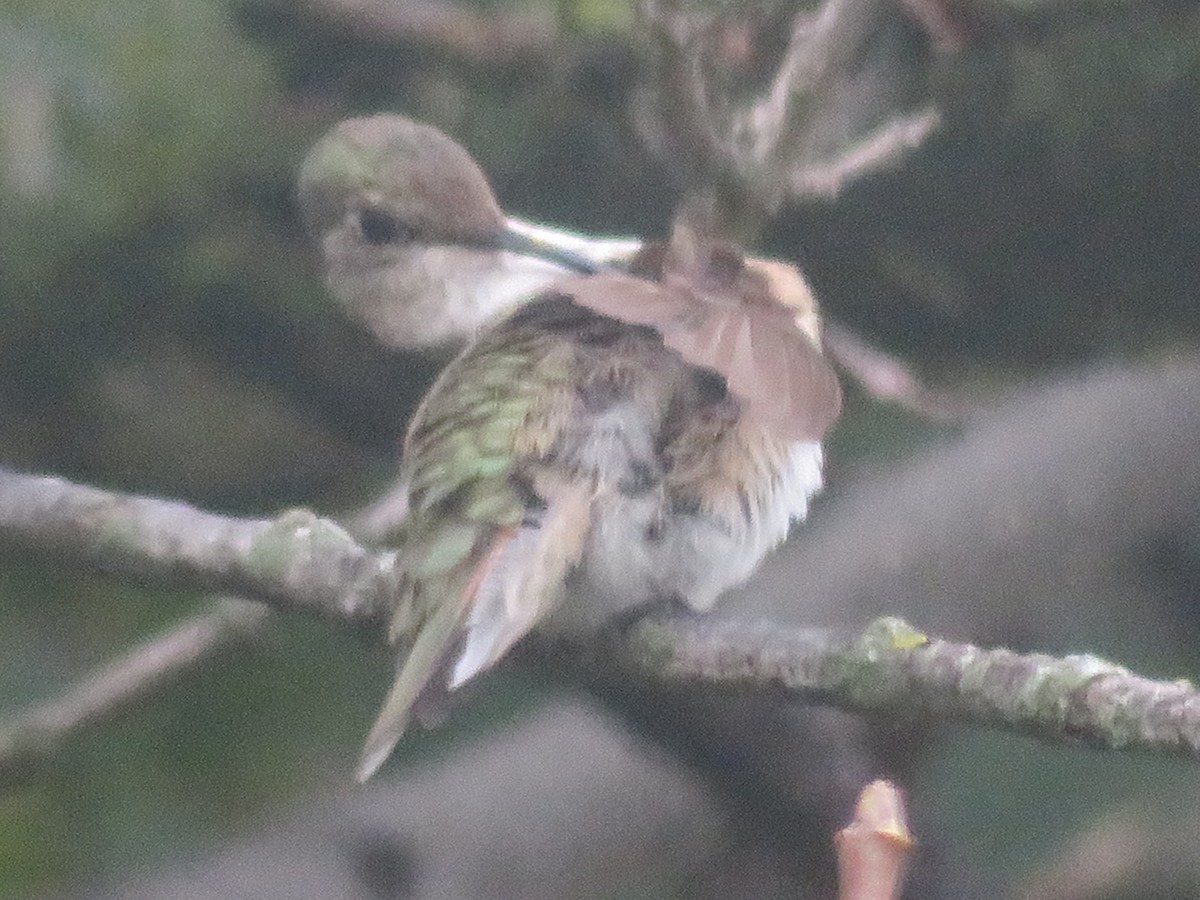 Broad-tailed Hummingbird - ML610965242