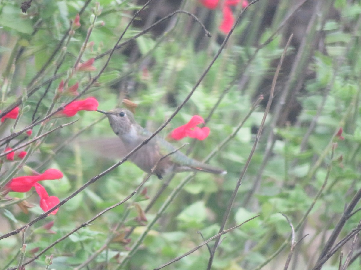 Broad-tailed Hummingbird - ML610965256