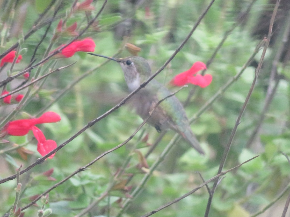 Broad-tailed Hummingbird - ML610965282