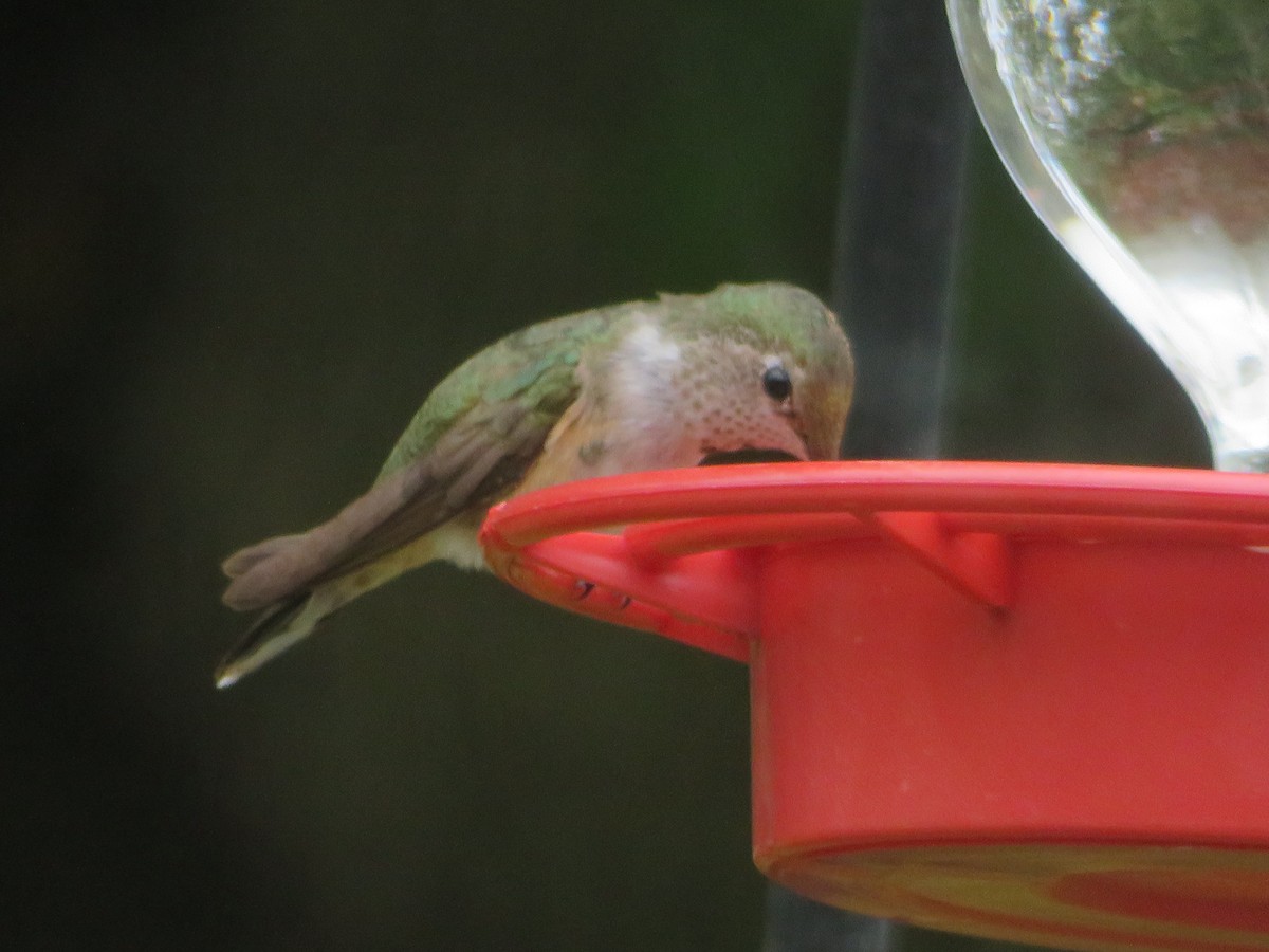 Broad-tailed Hummingbird - ML610965343