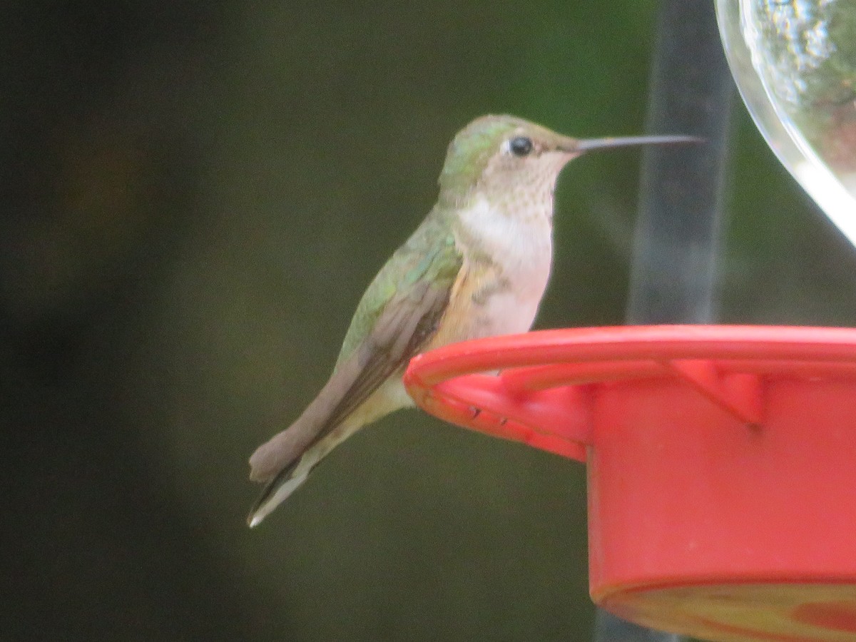 Broad-tailed Hummingbird - ML610965344