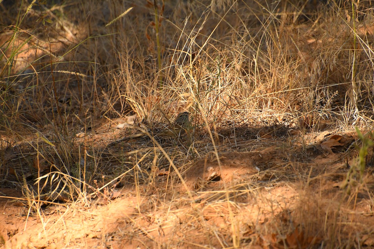 White-crowned Sparrow - Team Sidhu-White