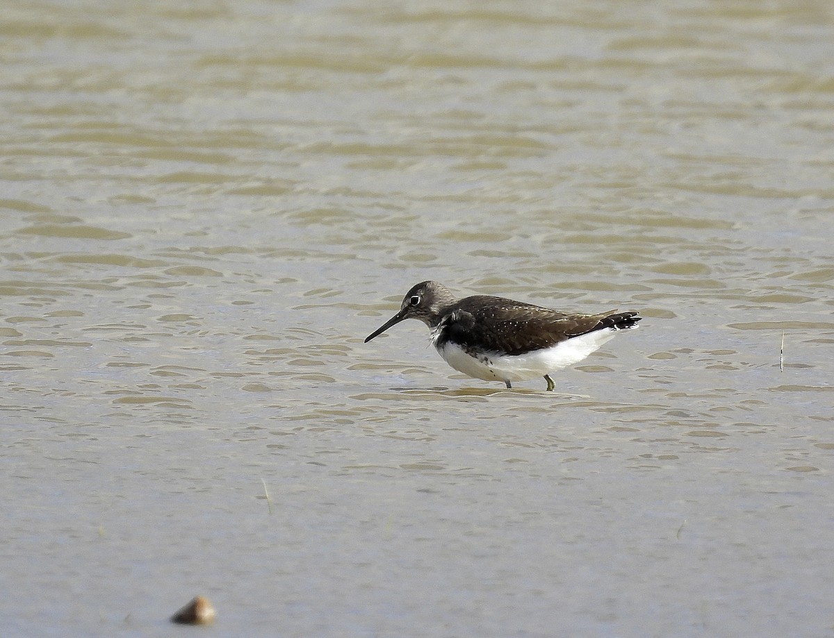 Green Sandpiper - Alfonso Rodrigo