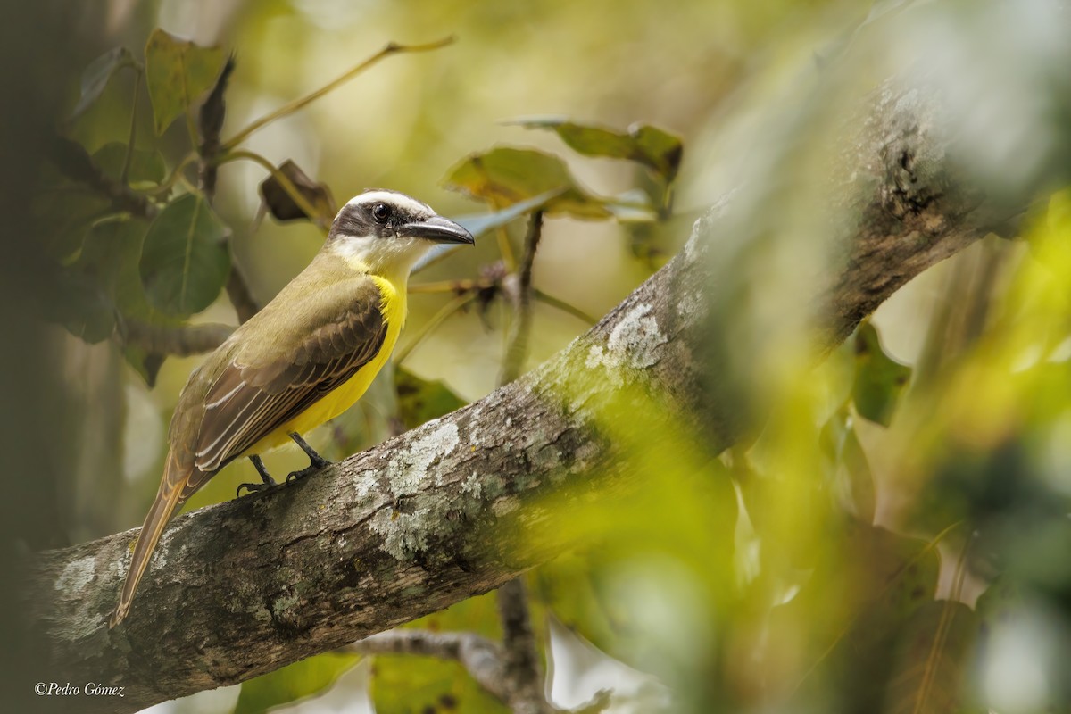 Boat-billed Flycatcher - ML610965629