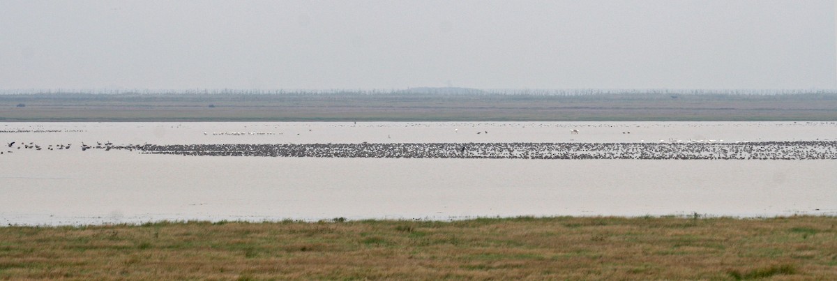 Black-tailed Godwit - ML610965652