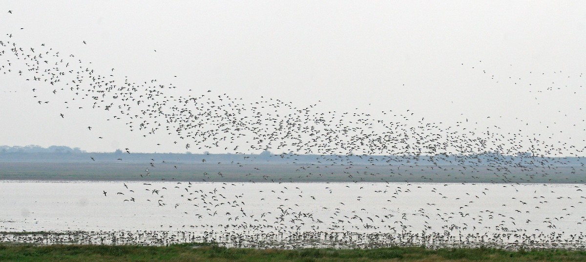 Black-tailed Godwit - ML610965661