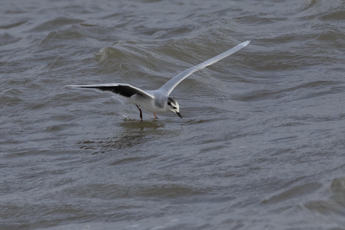 Little Gull - ML610965662