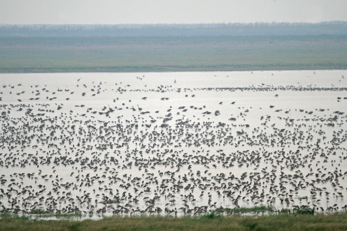 Black-tailed Godwit - ML610965665