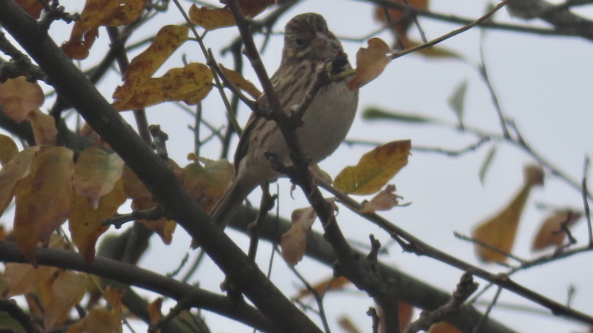 Vesper Sparrow - ML610965686