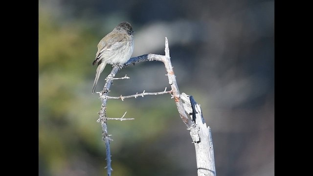 Dusky Flycatcher - ML610965750