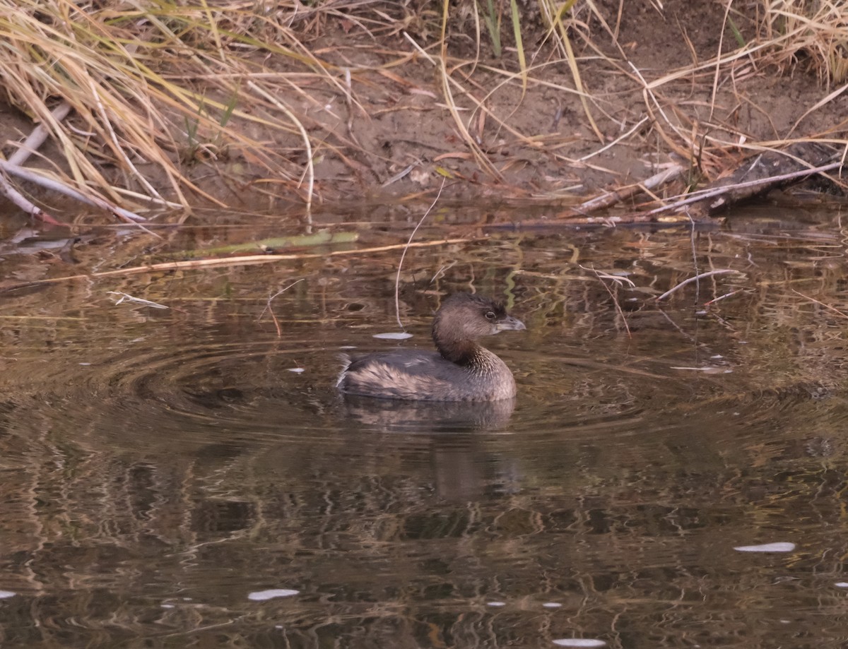 Pied-billed Grebe - ML610965776