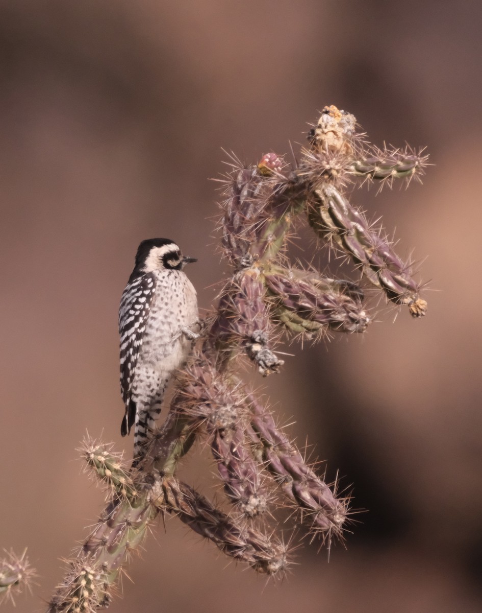 Ladder-backed Woodpecker - ML610965791