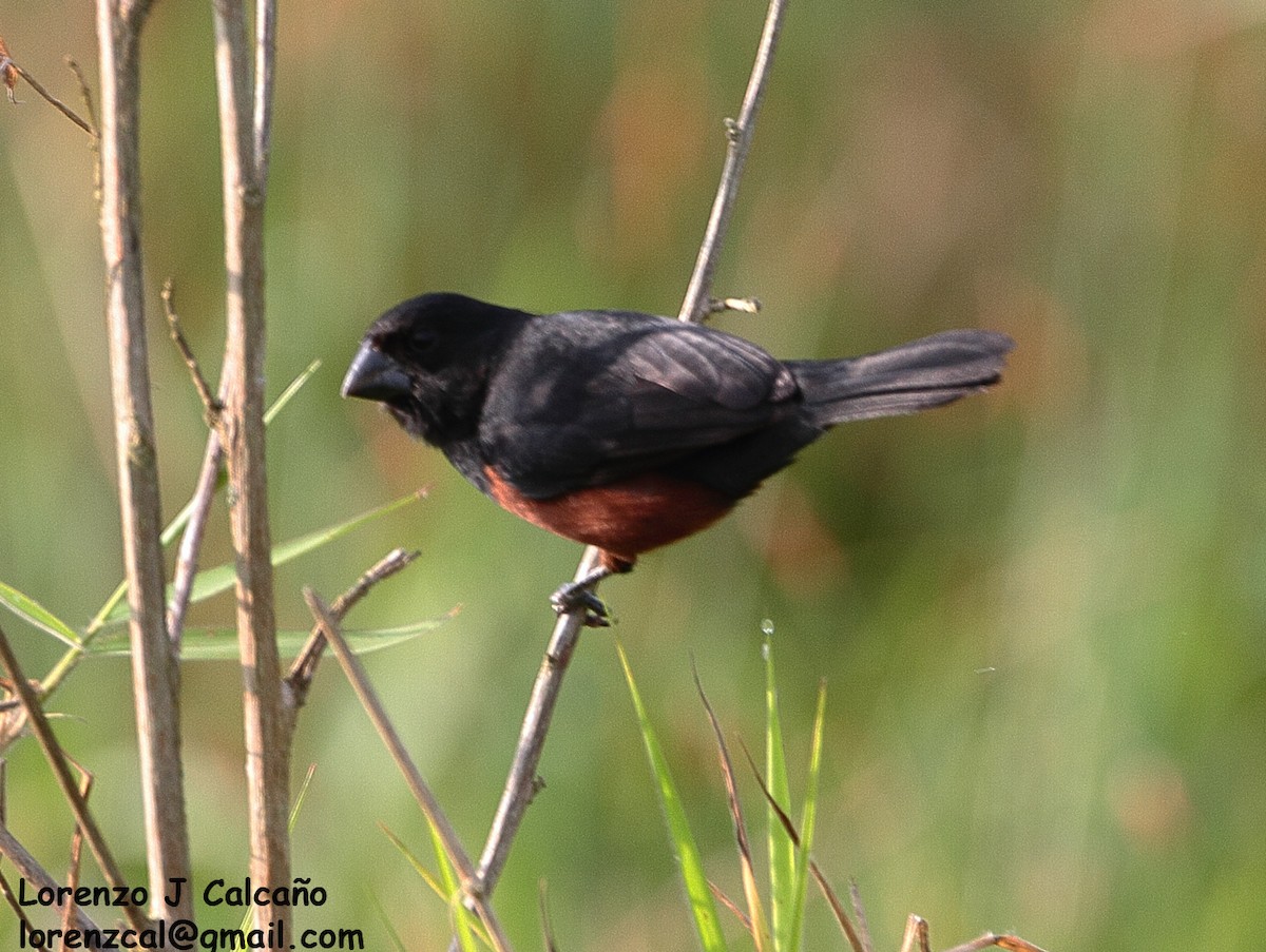 Chestnut-bellied Seed-Finch - ML610965877