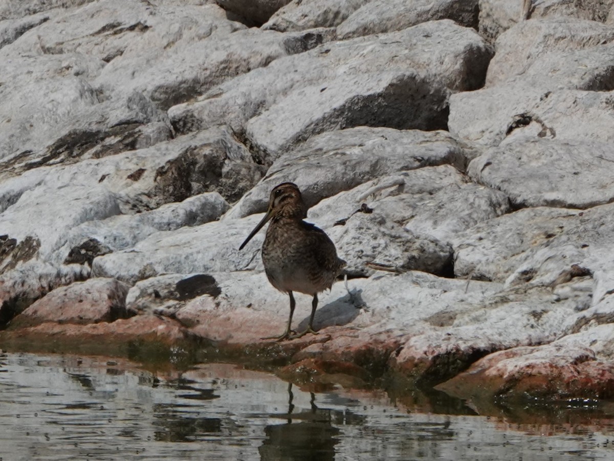 Pin-tailed Snipe - David Astins