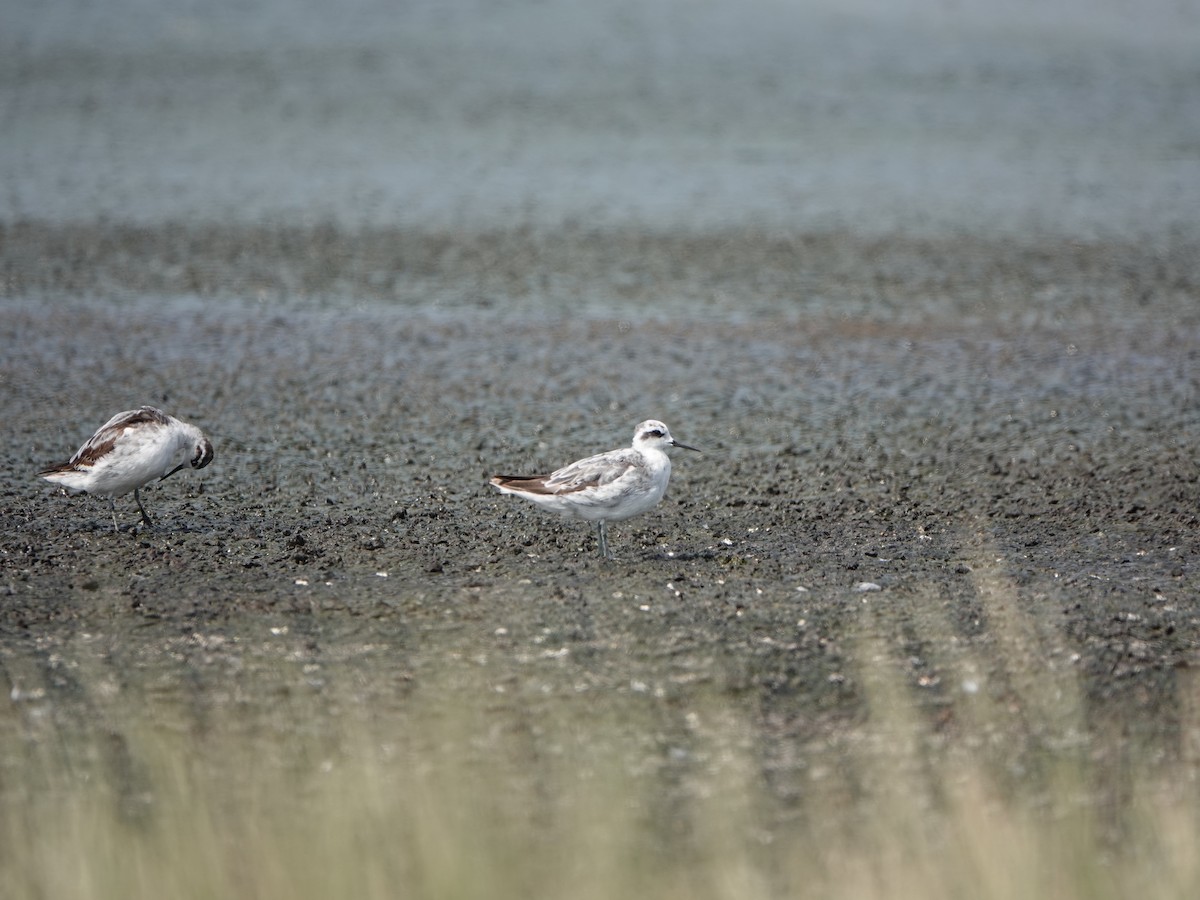 Phalarope à bec étroit - ML610966044