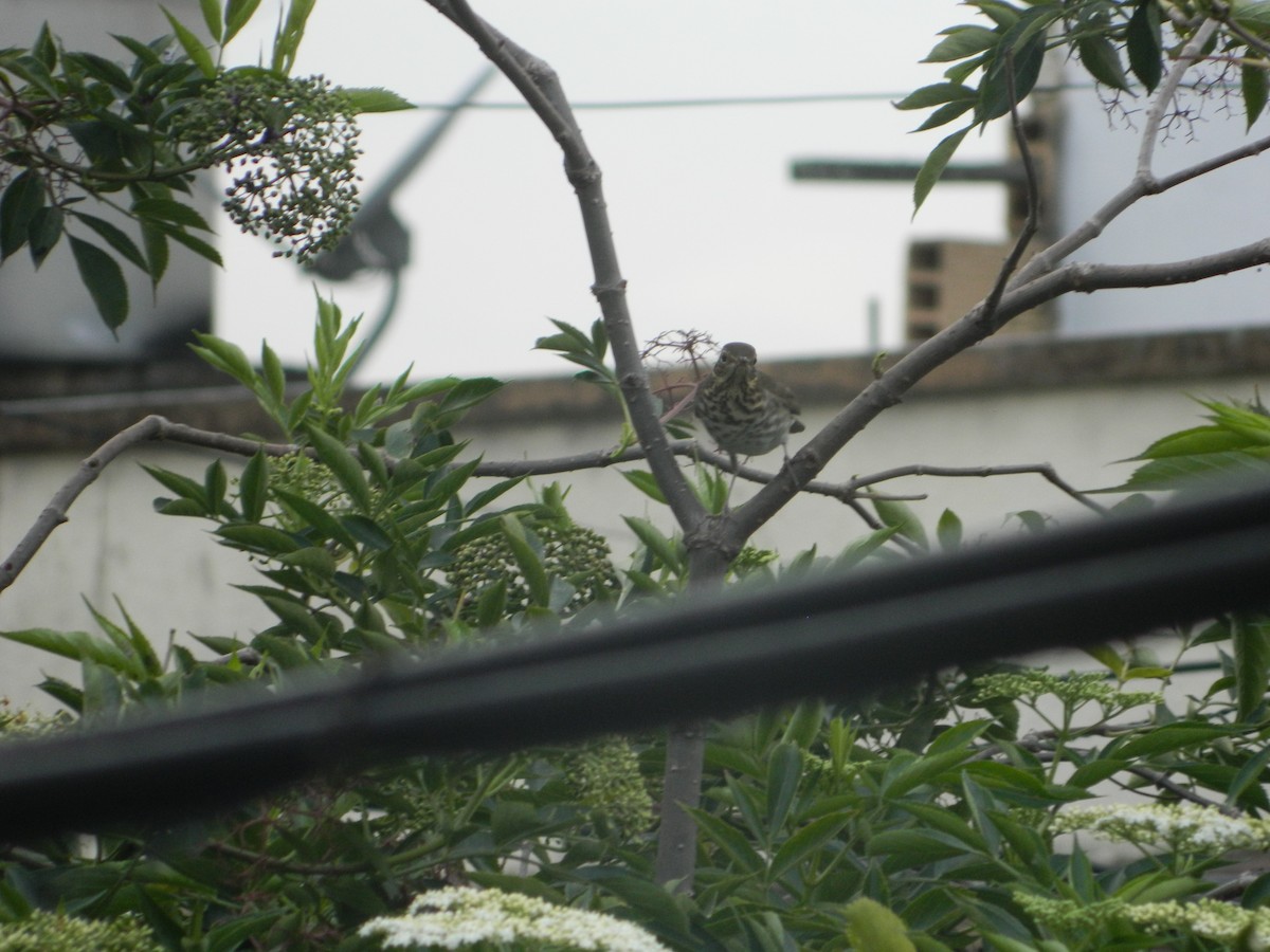 Swainson's Thrush - ML610966137