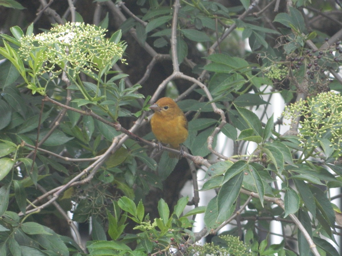 Summer Tanager - ML610966150