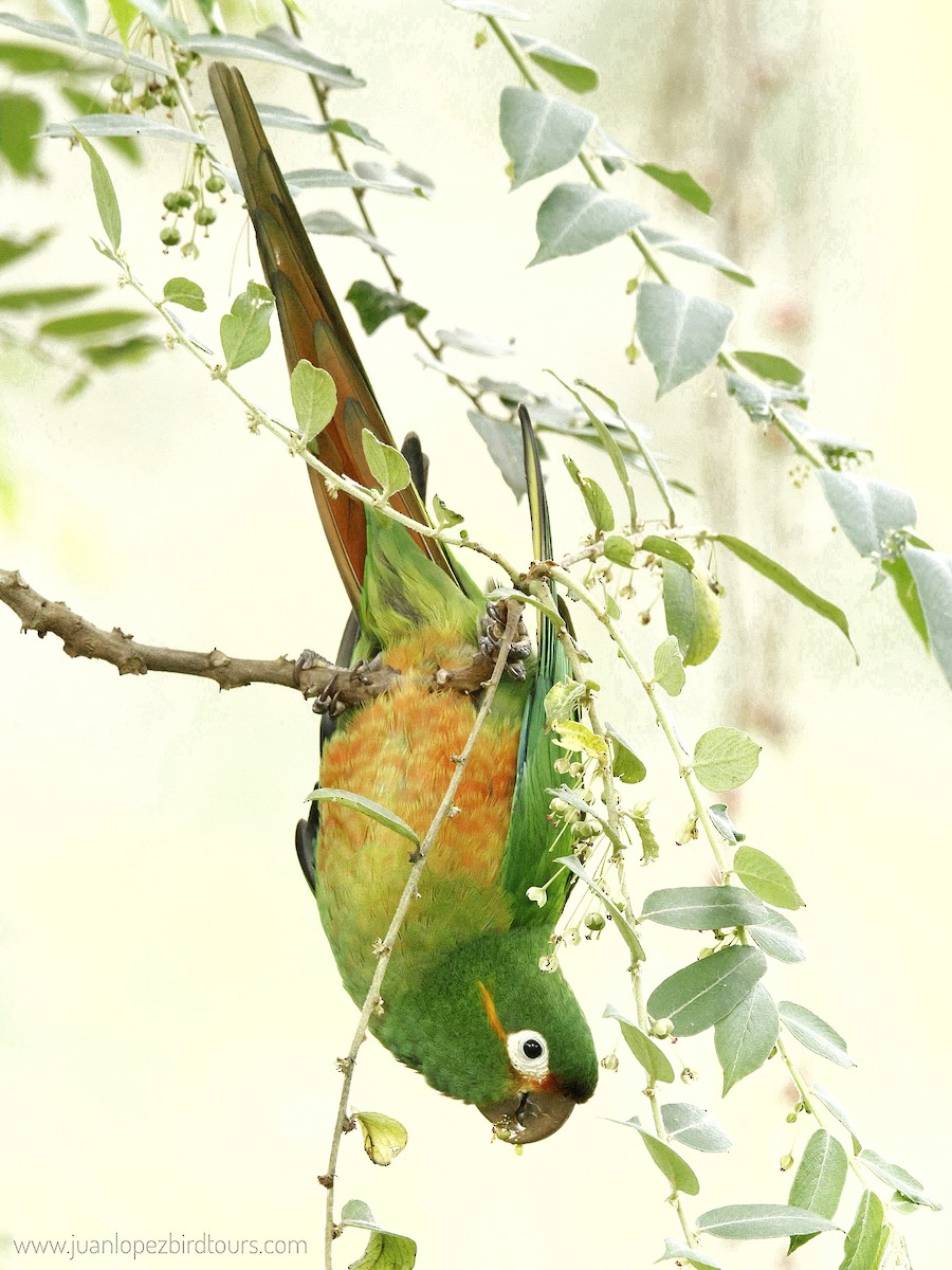 Golden-plumed Parakeet - ML610966155