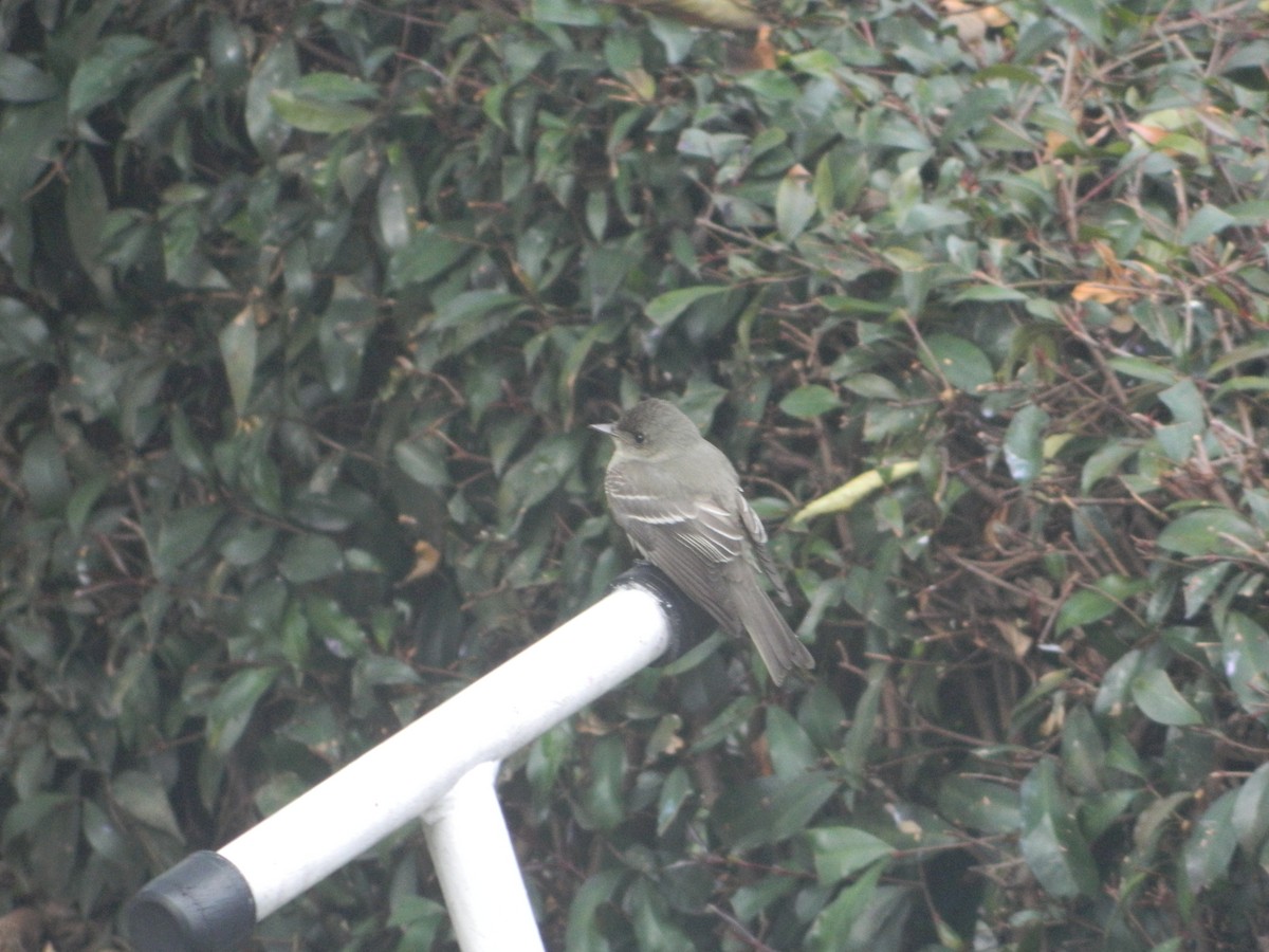 Eastern Wood-Pewee - ML610966162