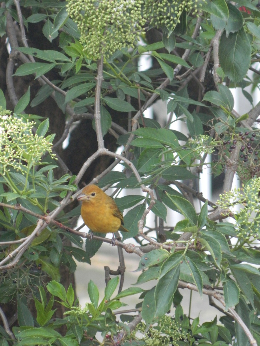 Summer Tanager - Felipe Morales