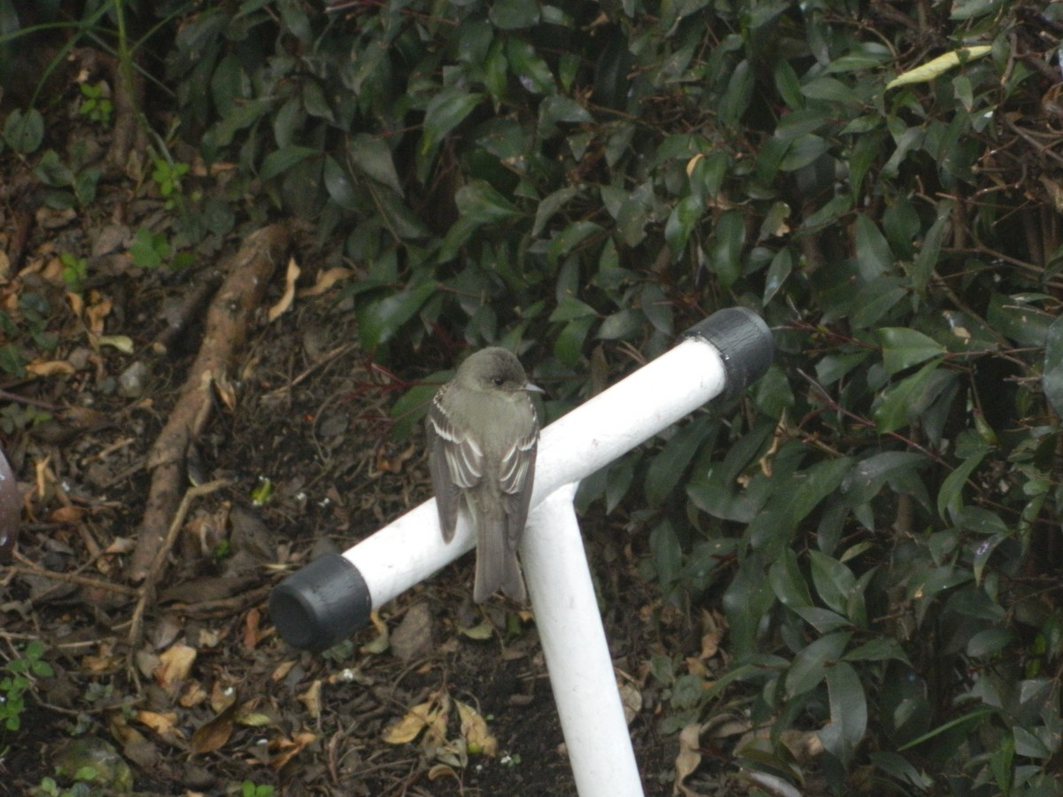 Eastern Wood-Pewee - Felipe Morales