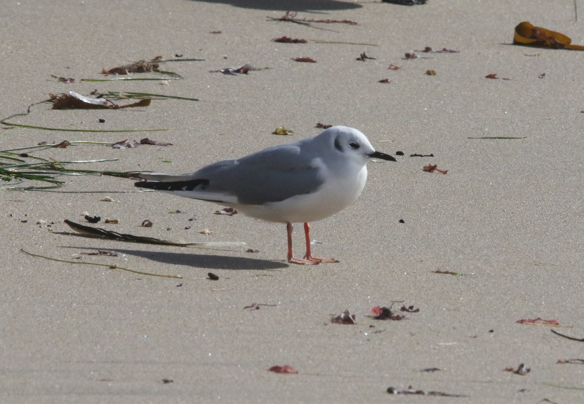 Mouette de Bonaparte - ML610966219