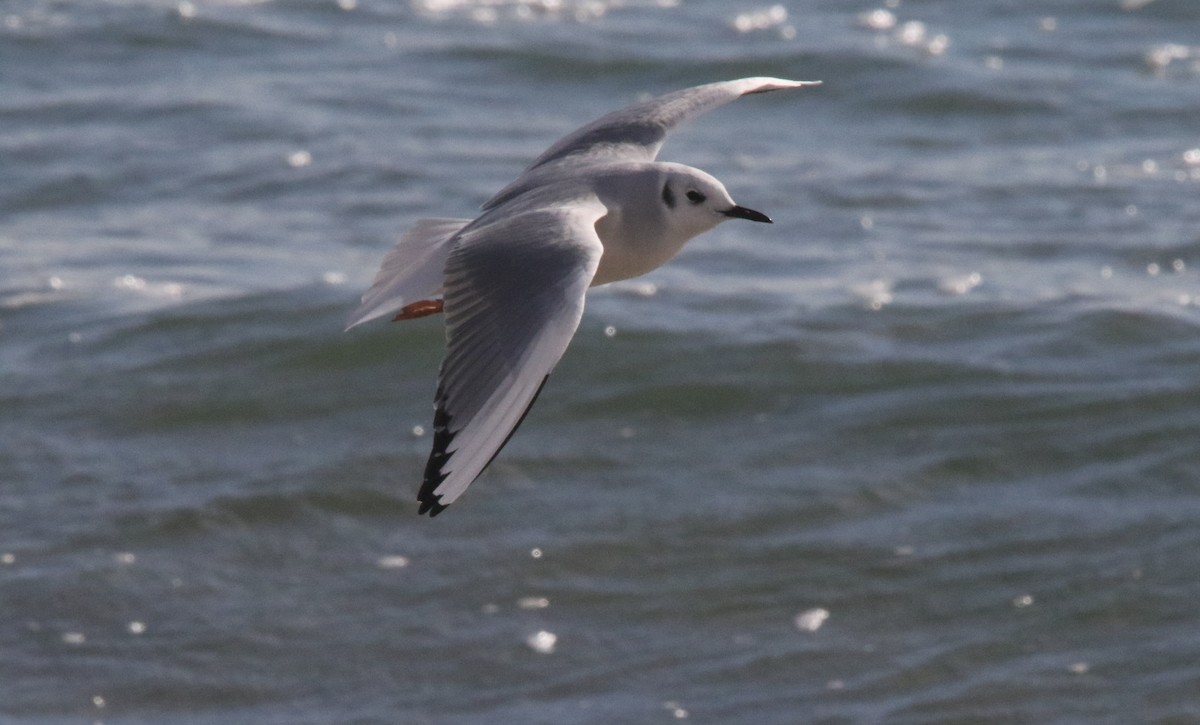 Bonaparte's Gull - ML610966224