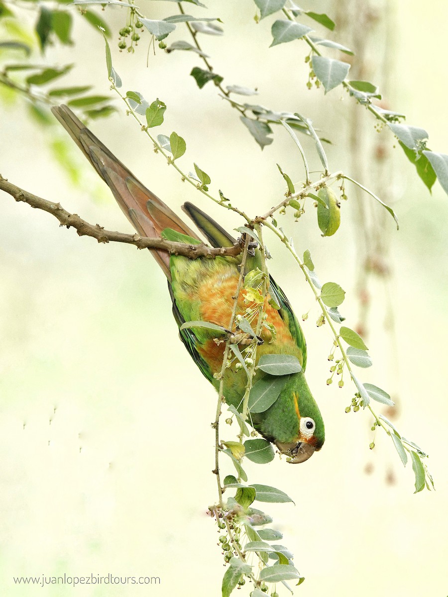 Golden-plumed Parakeet - ML610966321