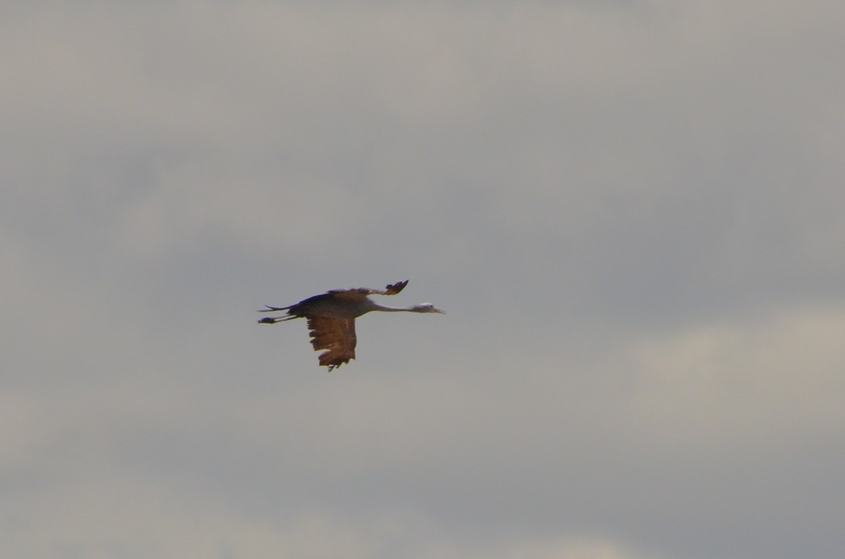 Blue Crane - ML610966349