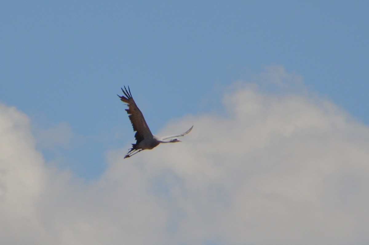 Grue de paradis - ML610966351