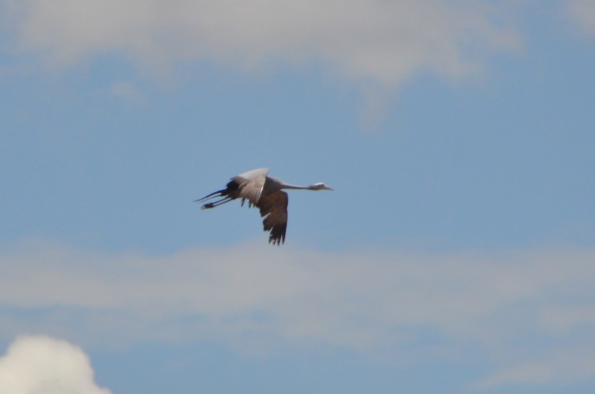 Blue Crane - ML610966352