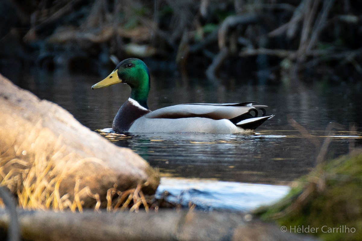 Mallard - Hélder Carrilho