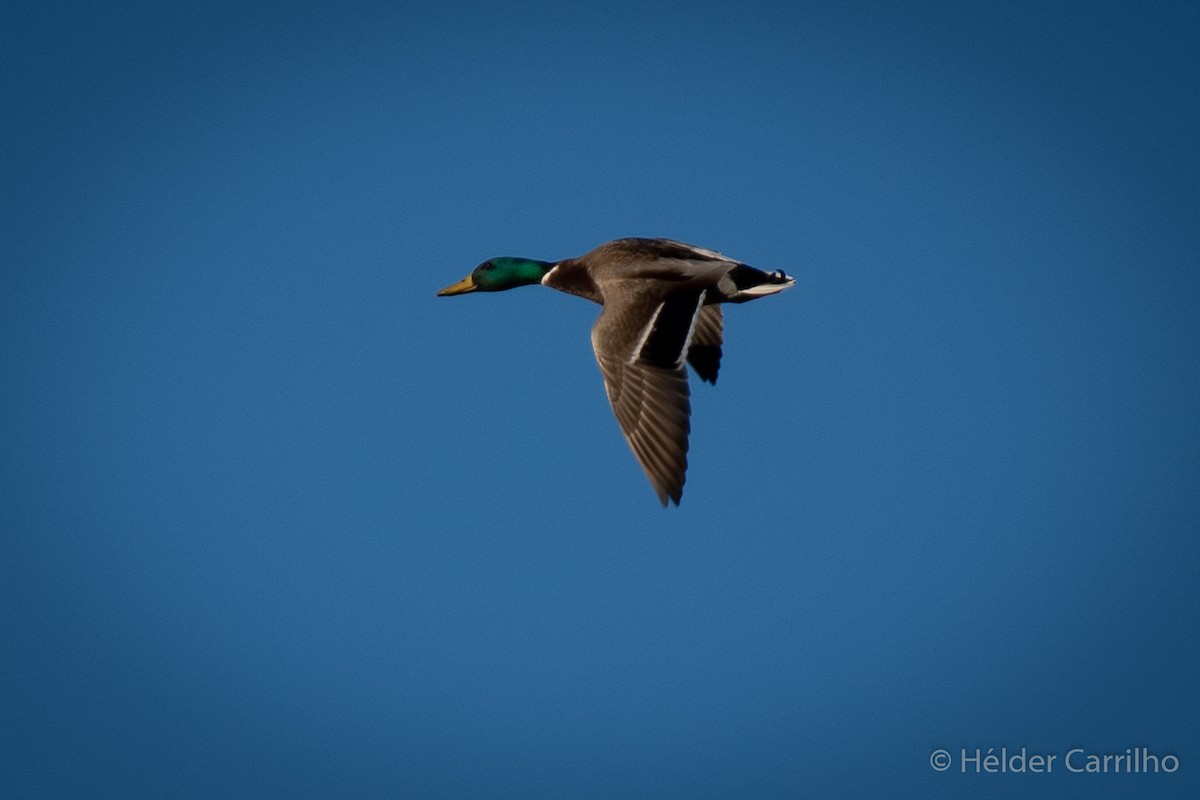 Mallard - Hélder Carrilho