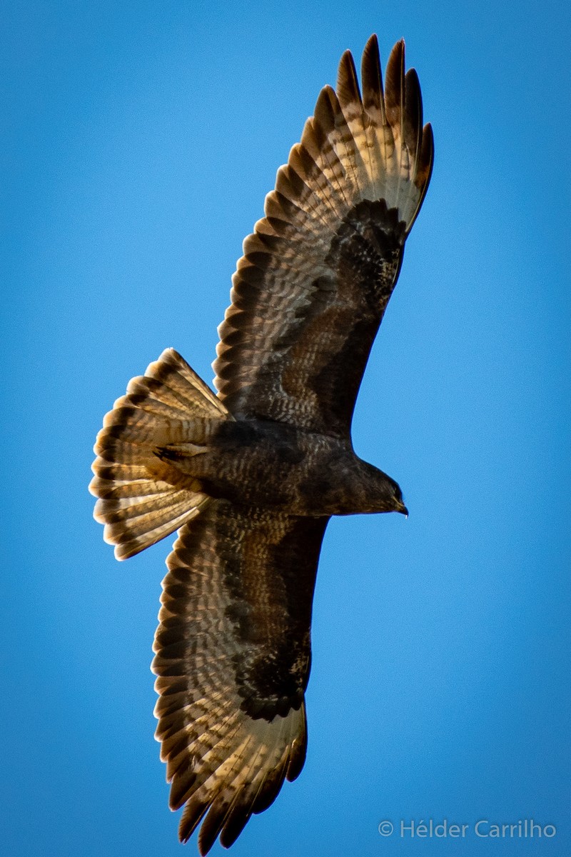 Common Buzzard - ML610966421