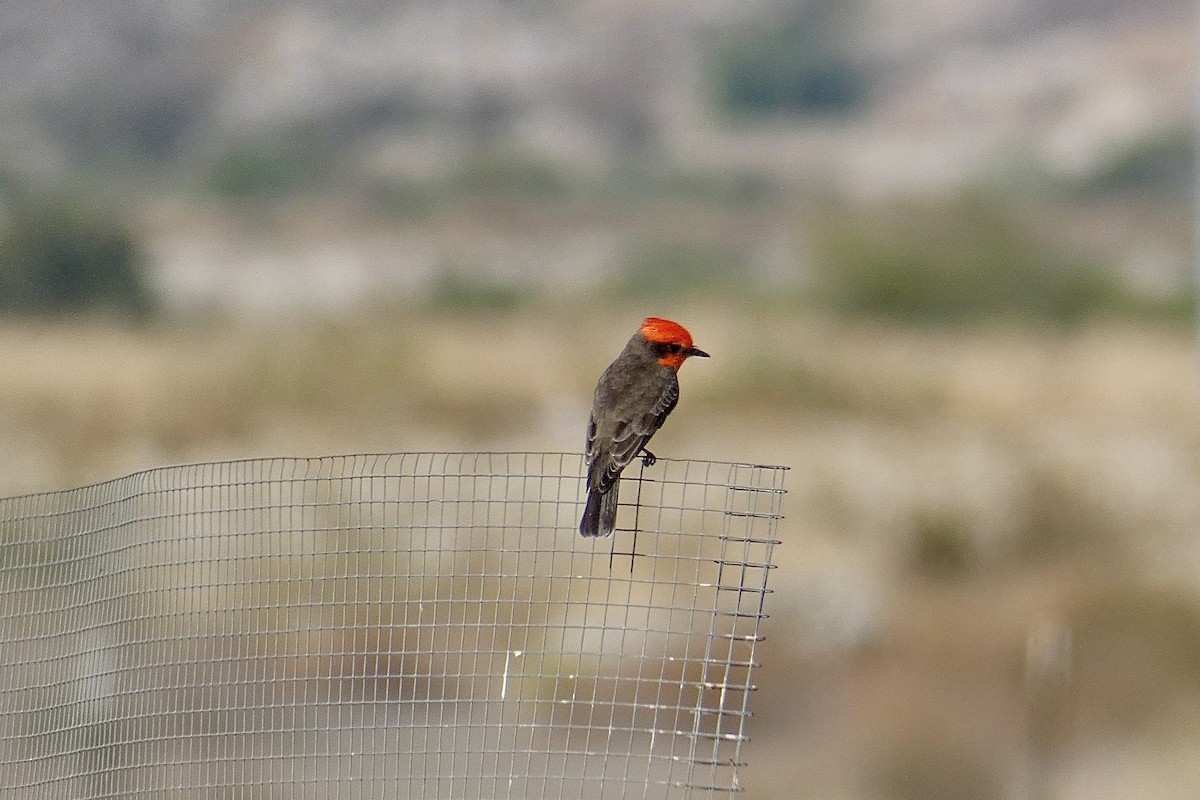 Vermilion Flycatcher - ML610966424