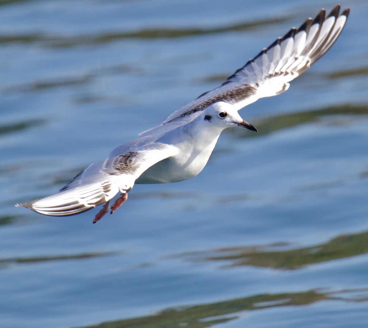 Bonaparte's Gull - ML610966439