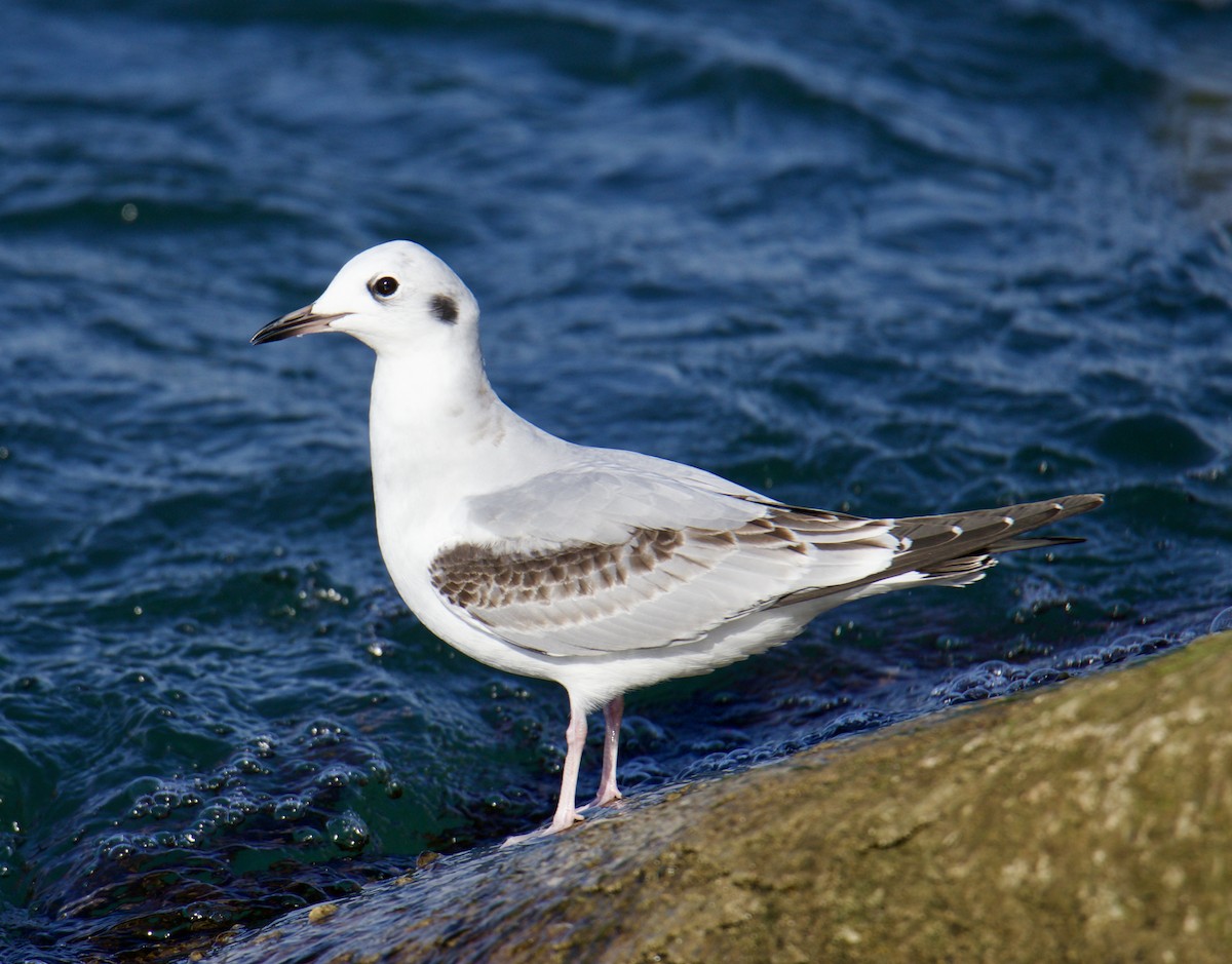 Bonaparte's Gull - ML610966440